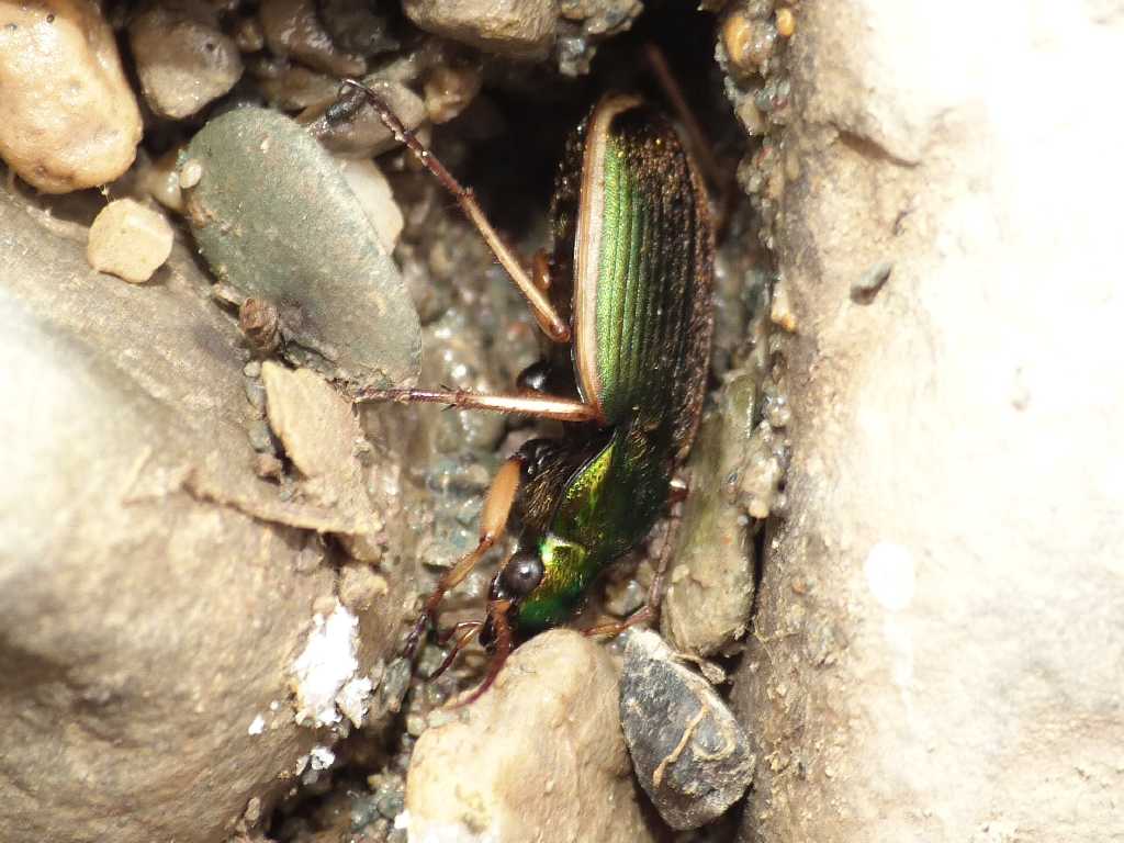 Chlaenius velutinus